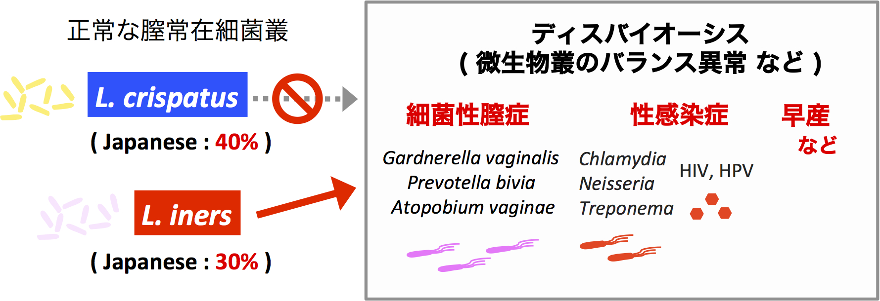 膣常在細菌叢とディスバイオーシス、及び女性生殖器疾患との関係