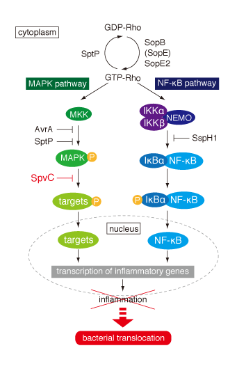 サルモネラのIII型エフェクターによる自然免疫系の回避（Haneda et al. 2012）