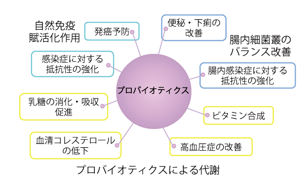 期待されるプロバイオティクスの有益作用